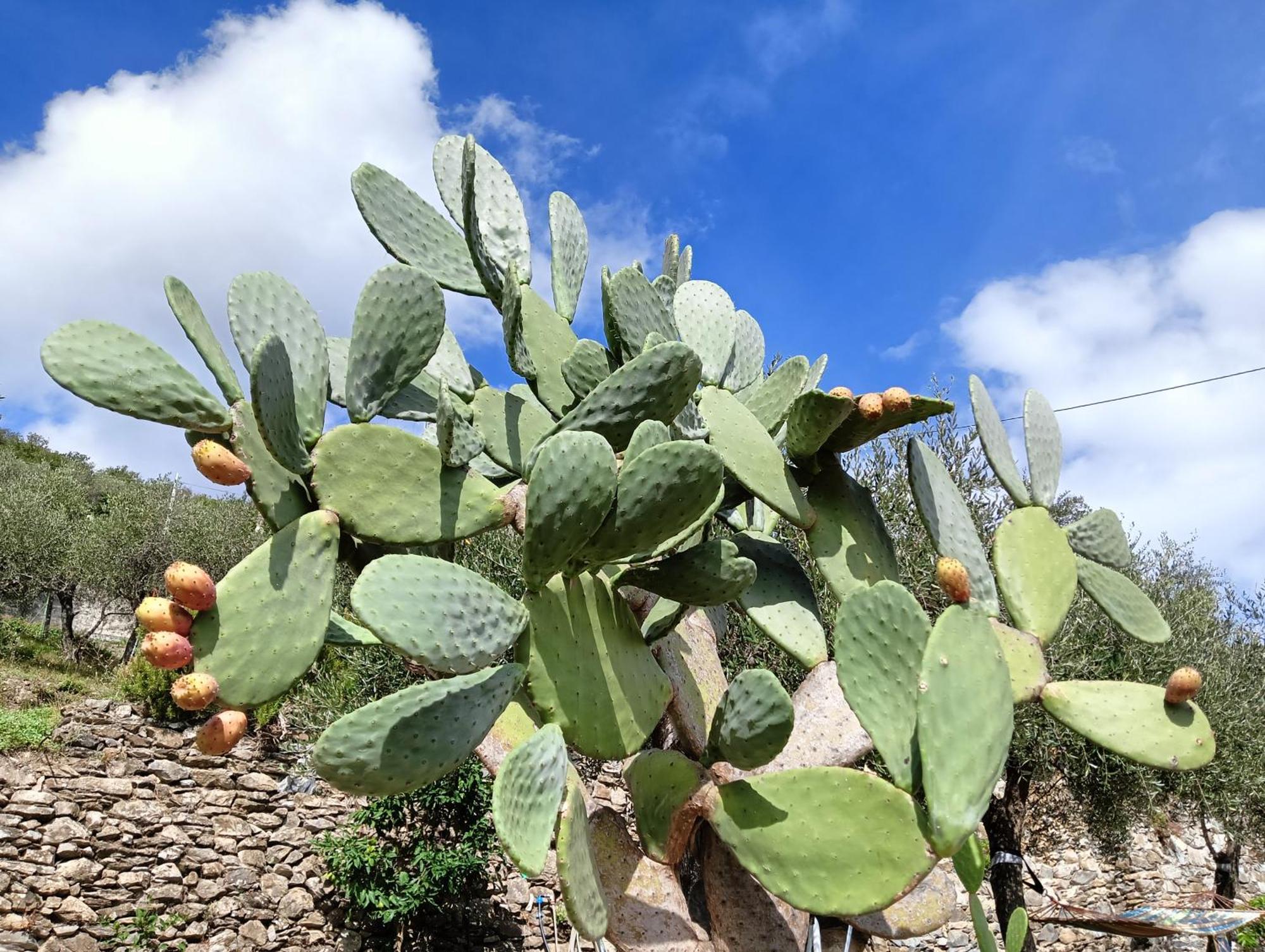 Le Drupe Villa Chiavari Luaran gambar